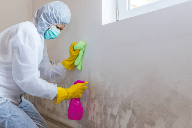 Why You Should Choose Our Mold Remediation Services in Copperas Cove, TX